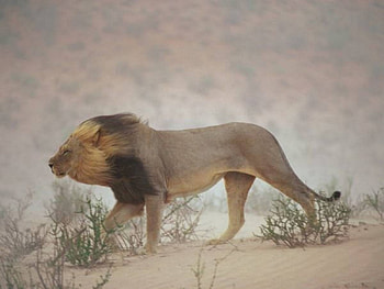 Lion, wind, against, towards, blows HD wallpaper