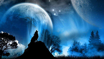 Wolf HD wallpaper