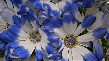 Nice flowers, white, flowers, white and blue, corolla, blue HD wallpaper