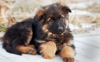 Animals, Dog, Nice, Sweetheart, Puppy, German Shepherd HD wallpaper