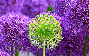 Allium, onion, purple, pink, skin, flower, green HD wallpaper