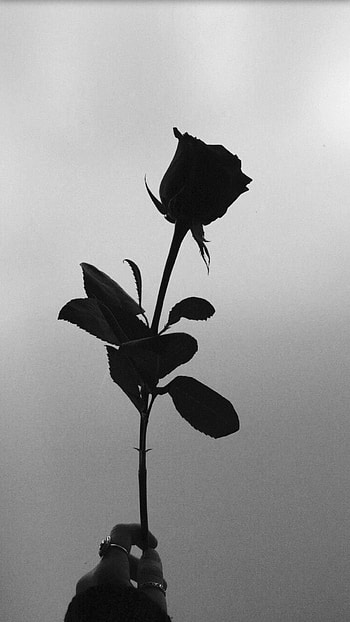 Black Rose, Dark Rose HD phone wallpaper