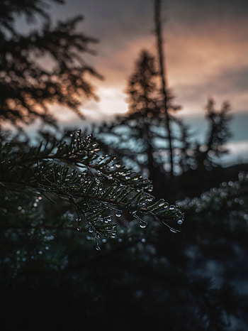 Ice, Needle, Drops, Macro, Blur, Smooth, Branch HD phone wallpaper
