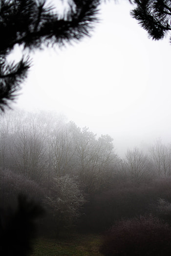 Nature, Trees, Bush, Fog HD phone wallpaper