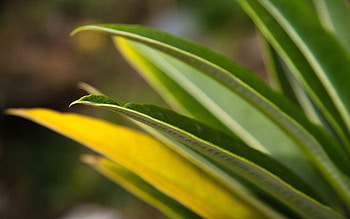 Grass, Leaves, Macro, Shine, Light, Form HD wallpaper