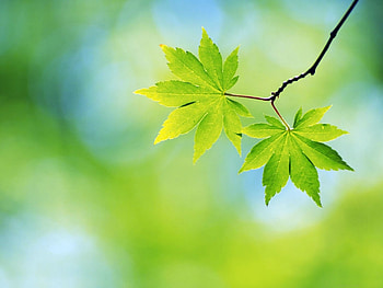 Plants, Leaves, Objects HD wallpaper