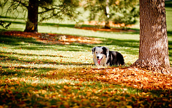 Animals, Grass, Autumn, Wood, Tree, Dog, Hide HD wallpaper