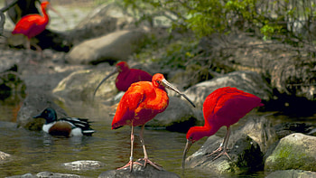 Ibis, duck, birds, rocks, red, nature HD wallpaper
