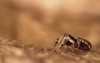 Macro, Glare, Surface, Insect, Spider HD wallpaper