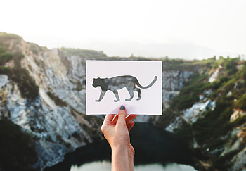 Art, Hand, Miscellanea, Miscellaneous, Leopard, Sheet, Leaf HD wallpaper