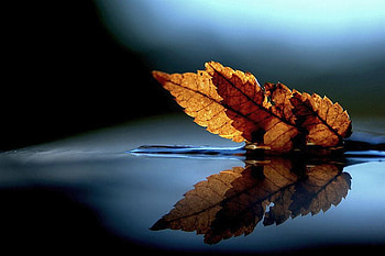 Leaves in Water, in water, beautiful, leaves HD wallpaper