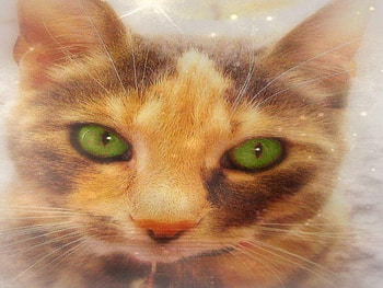 Beautiful Holly, beautiful, holly HD wallpaper