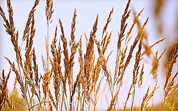Plants, Landscape, Nature HD wallpaper