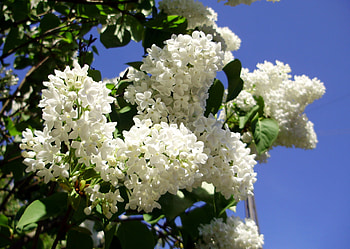 White lilacs, lilacs, white, , flower HD wallpaper