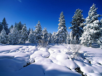 Nature, Water, Rivers, Pine, Snow, Drifts HD wallpaper