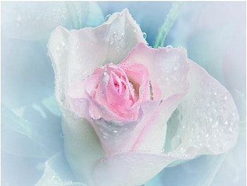 soft, rose, pink, white, drops HD wallpaper