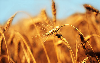 Macro, Field, Ripe, Wind, Ear HD wallpaper