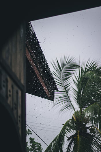 View of coconut palm tree and raindrops through a traditional building, evoking a tropical rainy atmosphere. HD phone wallpaper