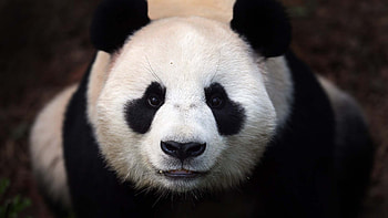 The 20 best about Panda on Pinterest | How to draw, Panda drawing and HD wallpaper