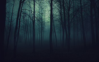 Landscape, Trees HD wallpaper