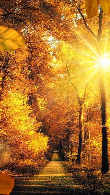 sunbeam, fall, forest, nature, path HD phone wallpaper
