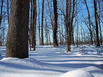 Winter Forest, winter, trees, forest, snow HD wallpaper