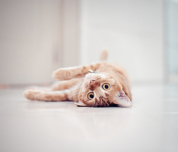 cute cat, cool, cute, cat, nice HD wallpaper