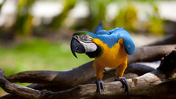 Parrot, blue, bird, yellow, pasare, papagal HD wallpaper