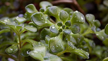 Grass, Drops, Plant, Macro, Dew HD wallpaper