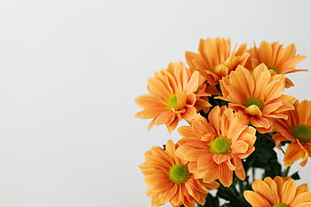A stunning bouquet of orange gerbera daisies with ample copy space on a white background, perfect for spring themes. HD wallpaper