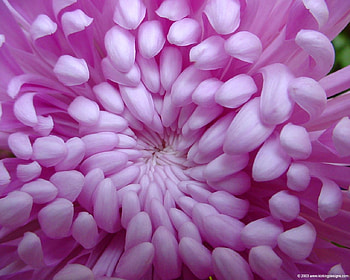Beautiful Purple, purple, flower, purple flower, beautiful, nature HD wallpaper