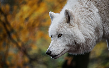 Arctic Wolf, wilderness, nature, predator, wolfpack HD wallpaper