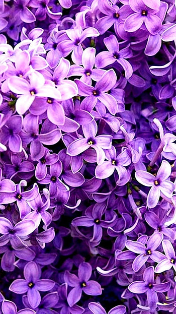 Lilac, Purple Flowers HD phone wallpaper