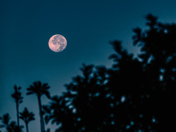 Nature, Night, Moon, Branches, Full Moon HD wallpaper