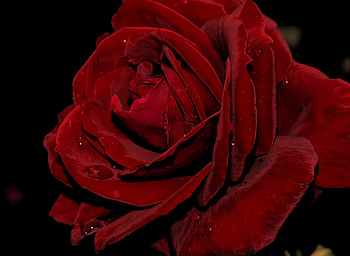 Flowers, Drops, Rose Flower, Rose, Petals, Bud HD wallpaper