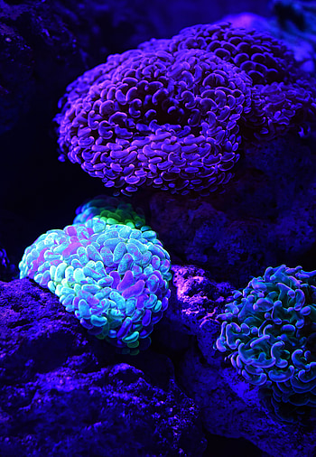 Animals, Coral, Glow, Underwater World HD phone wallpaper