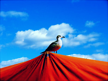 take off, sky, bird HD wallpaper