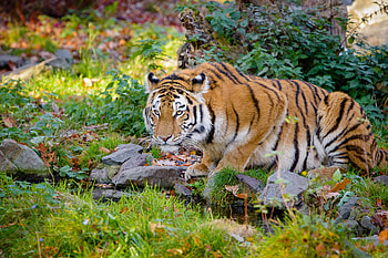 Animals, Stones, Big Cat, Tiger, Stripes, Streaks, Grozny, Fearsome HD wallpaper