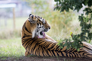 Animals, Predator, Tiger, Licking, Lick Your Lips, Back HD wallpaper