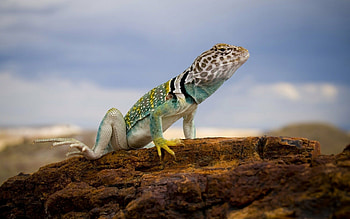 Desert iguana, National Geographic HD wallpaper