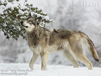 Grey Wolf Posing, pose, wolves, dogs, grey wolf, wild wolves, tree, timber wolf, animals, snow, nature, sky, graphy of wolves HD wallpaper
