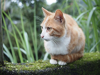 Beautiful Cat, looking, cat, impatience, beauty HD wallpaper