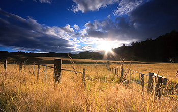 Field of Gold,Hunua, Auckland, New Zealand, auckland, fields, new zealand, nature, grass, hunua HD wallpaper