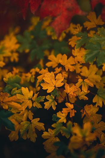 Autumn, Leaves, Macro, Branch HD phone wallpaper