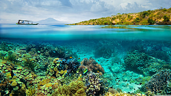 Abstract coral reef design HD wallpaper