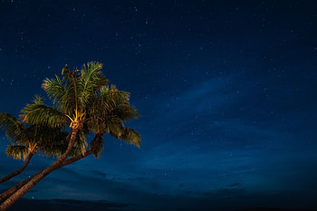 Night, Nature, Palms, Starry Sky, Tropics HD wallpaper