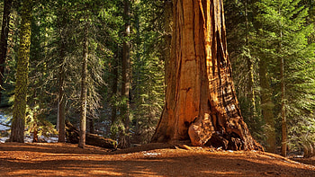 Redwood forest beauty, , Magical ambiance, Nature's splendor HD wallpaper