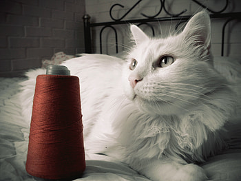 Animals, Cat, Fluffy, Sight, Opinion, Thread, Threads, Bed HD wallpaper