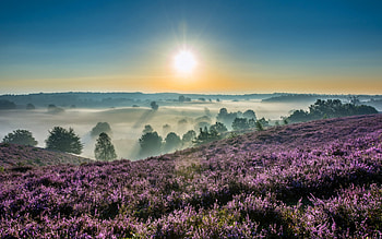 Sunrise Over Misty Heather Fields – Stunning Nature Landscape, landscape, flower, fog, dawn, nature, sunrise HD wallpaper