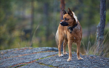 Animals, Nature, Background, Dog HD wallpaper